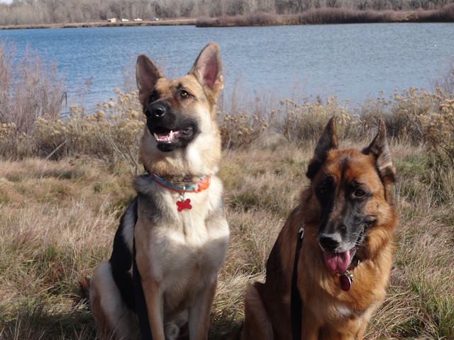 German Shepherds