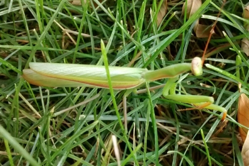 WHOIS living in my grass?